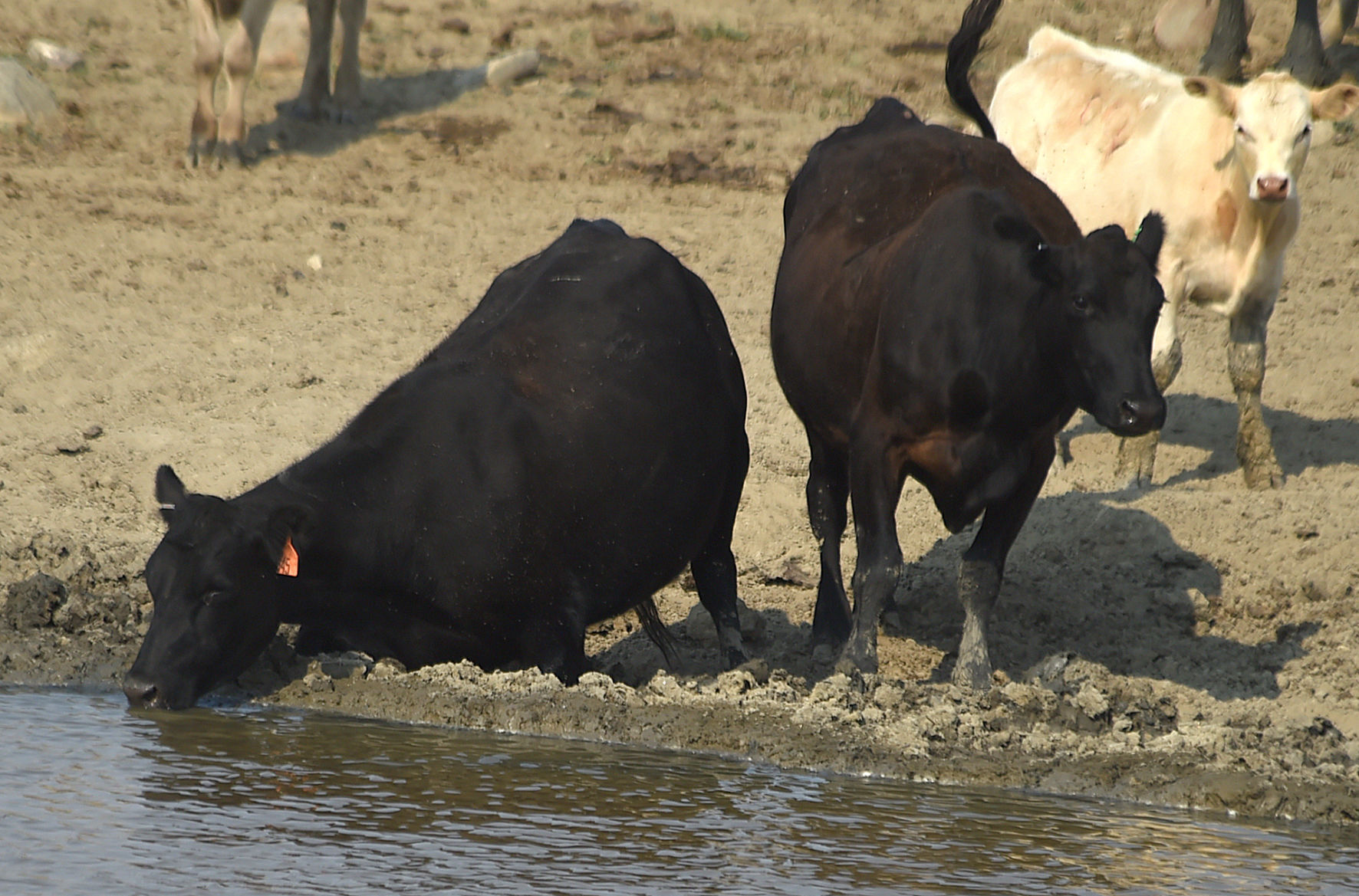 Malta drought
